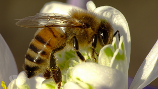 This Short Story About Death and Bees Is the Strangest, Most Beautiful Thing in Ages